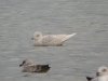 Iceland Gull at Wat Tyler Country Park (Steve Arlow) (52654 bytes)